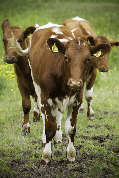 Cows, Eydehavn, Norway