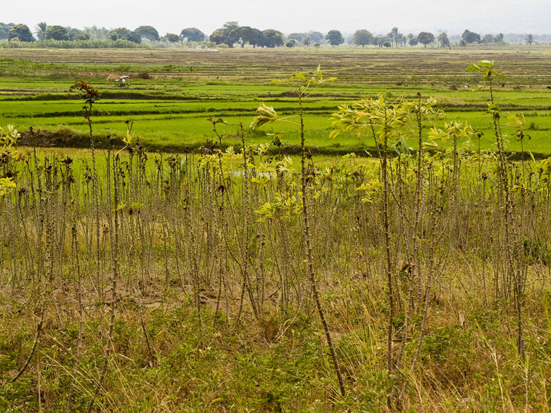 22 Rice fields in Buturere, Bujumbura Rural Commune, Burundi, in 2005