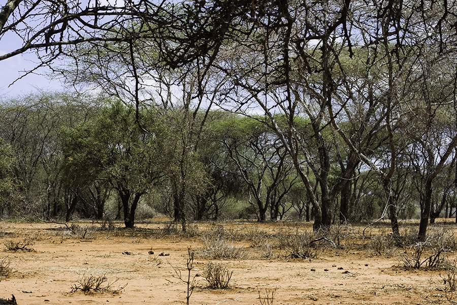 Amboseli & Selenkay, Rift Valley, Kenya - Images (Photos) by Bibi Eng