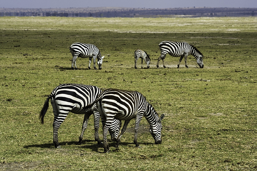 Amboseli & Selenkay, Rift Valley, Kenya - Images (Photos) by Bibi Eng