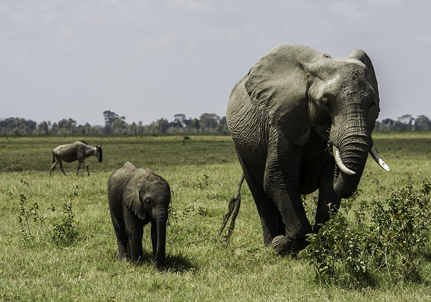 Amboseli & Selenkay, Rift Valley, Kenya - Images (Photos) by Bibi Eng