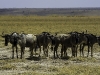 Amboseli & Selenkay, Rift Valley, Kenya - Images (Photos) by Bibi Eng