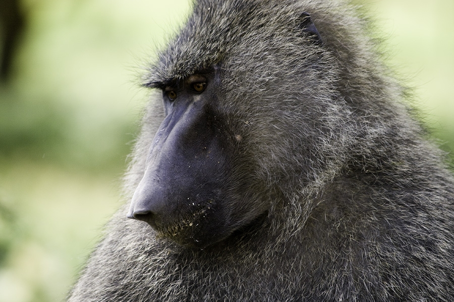 Lake Nakuru, Rift Valley, Kenya - Images (Photos) by Bibi Eng