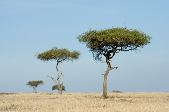 Masai Mara, Rift Valley, Kenya - Images (Photos) by Bibi Eng