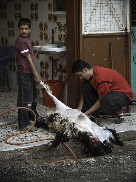 03 Cleaning of slaughtered lamb -- Tripoli, Lebanon