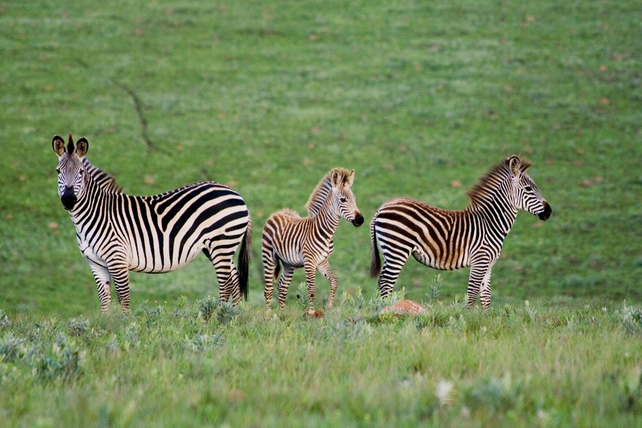 nyika-national-park-vwaza-marsh-wildlife-reserve-images-by-bibi-eng