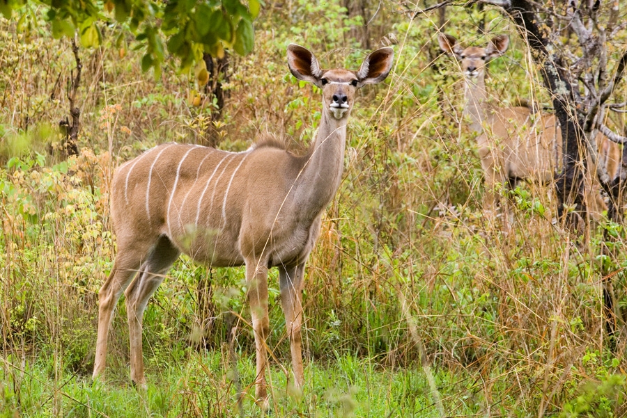 nyika-national-park-vwaza-marsh-wildlife-reserve-images-by-bibi-eng