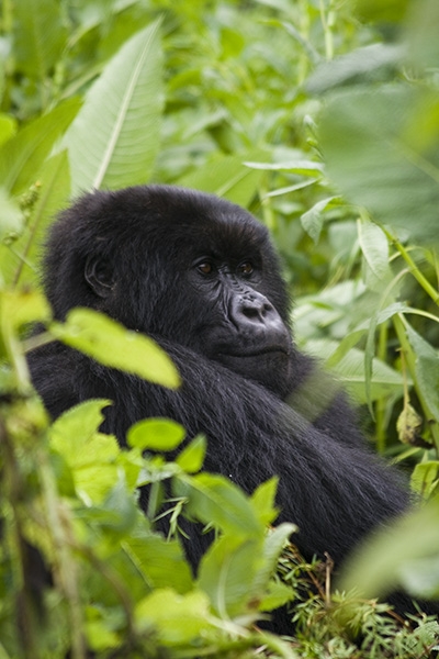 volcanoes-national-park-rwanda-images-photos-by-bibi-eng