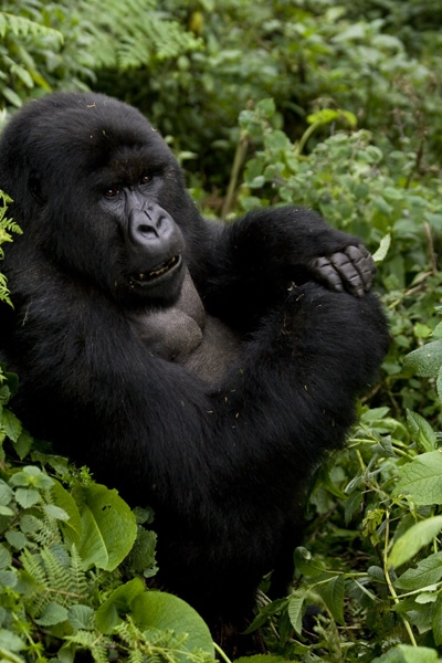 Volcanoes National Park, Rwanda - Images (photos) By Bibi Eng