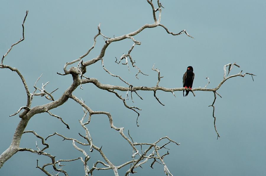 003 Tree with Bateleur Eagle on branch -- Selous Game Reserve, Tanzania -- 2006