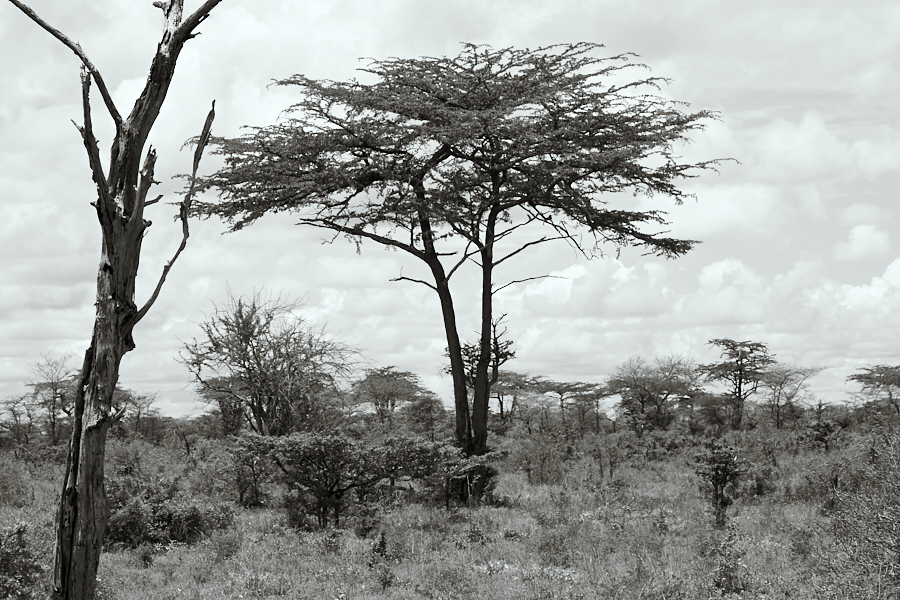 033 Landscape with Acacia tree -- Selous Game Reserve, Tanzania -- 2006