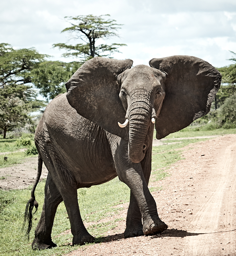028 Female elephant crossing the road -- Selous Game Reserve, Tanzania -- 2006