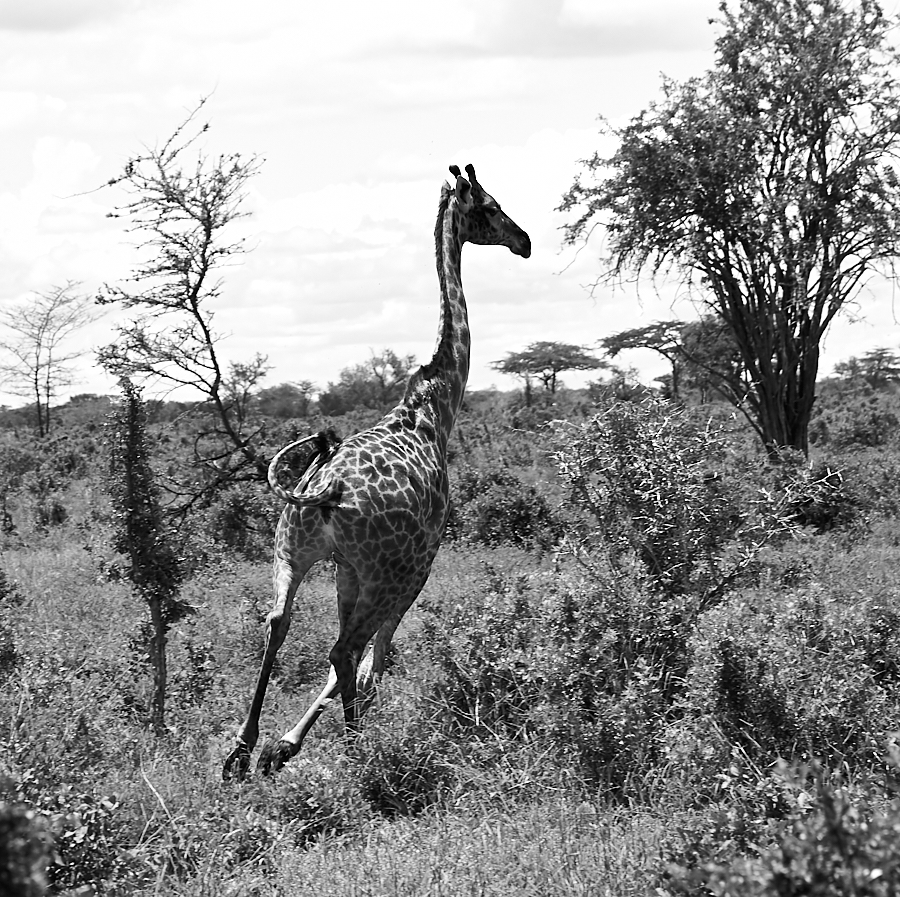 021 Masai giraffe running -- Selous Game Reserve, Tanzania -- 2006
