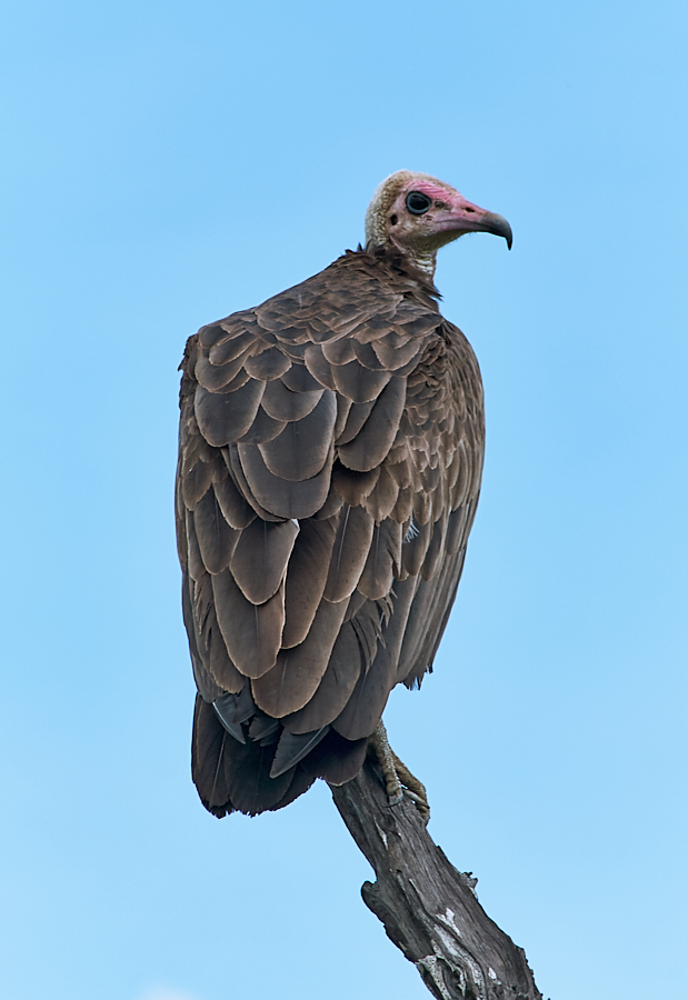 026 Hooded vulture -- Selous Game Reserve, Tanzania -- 2006