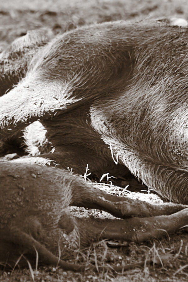 Resident warthogs of the ranger station, 2006 — Selous Game Reserve, Tanzania