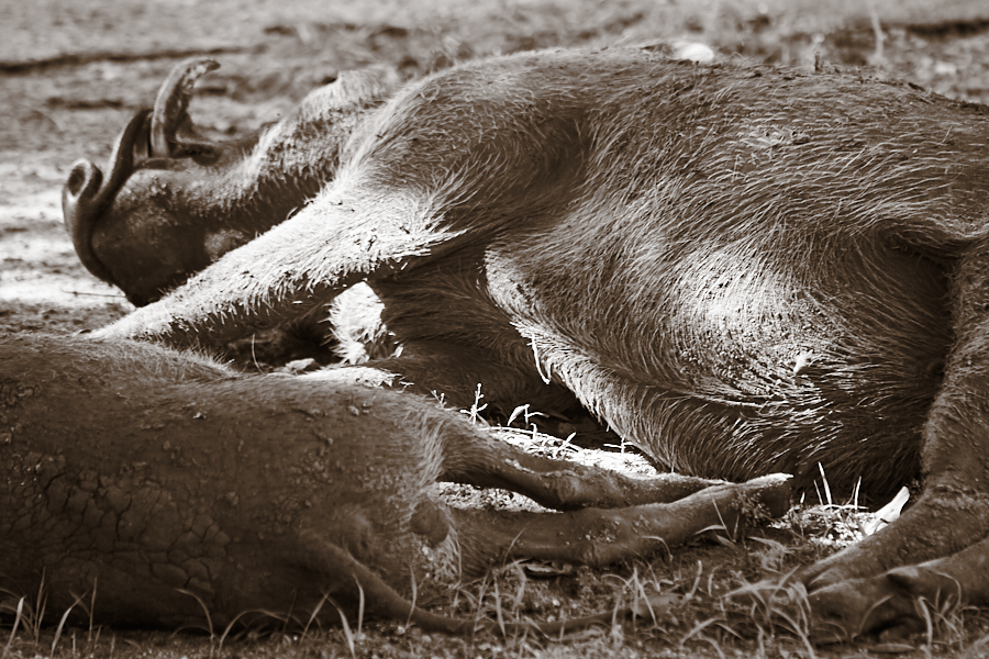 Resident warthogs of the ranger station, resting -- Selous Game Reserve, Tanzania -- 2006