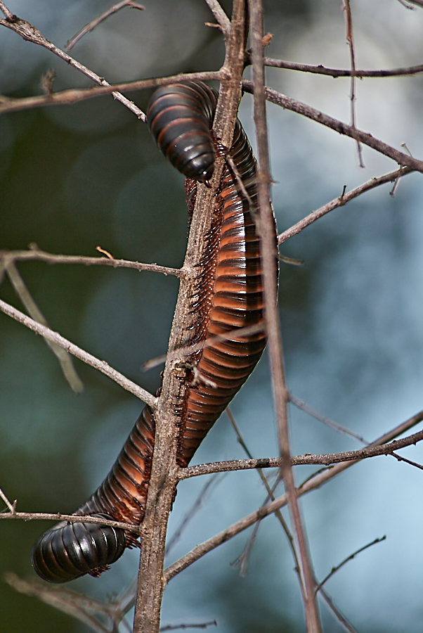 Millipede in branches -- Selous Game Reserve, Tanzania -- 2006