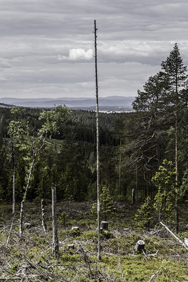 More Woods – Elvirun, Eastern Norway
